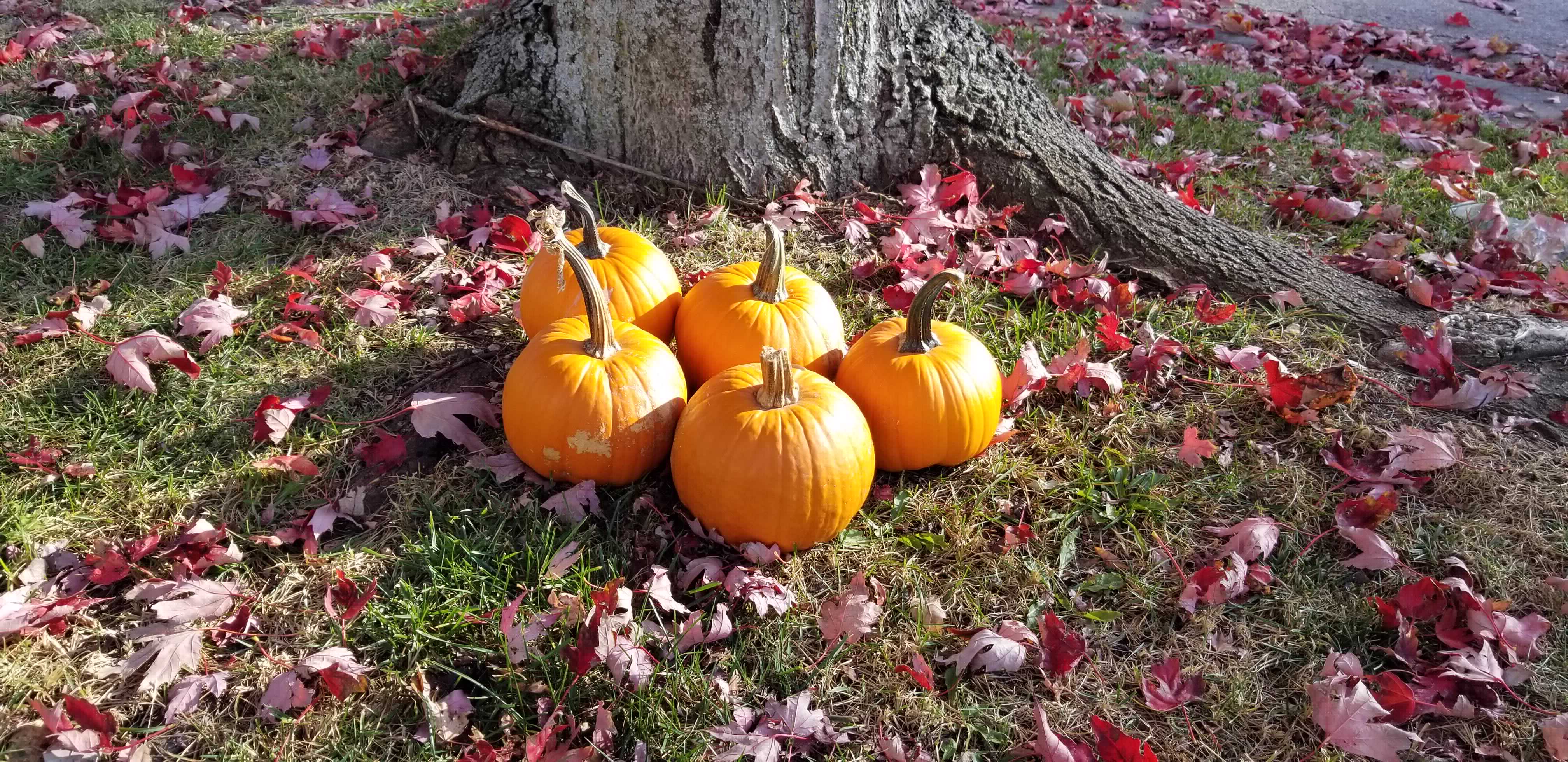 Pumpkins